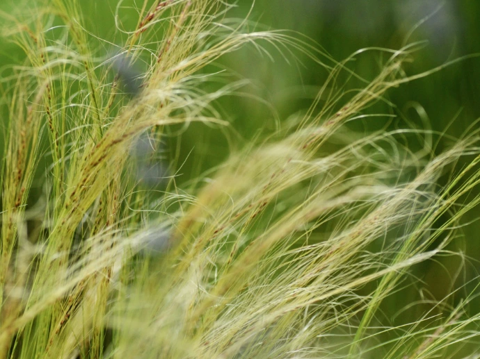 Stipa