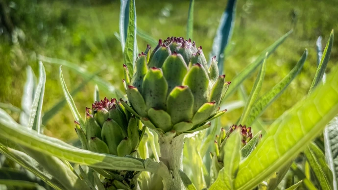 a close up of a plant in a field