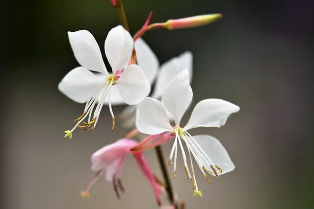 Gaura