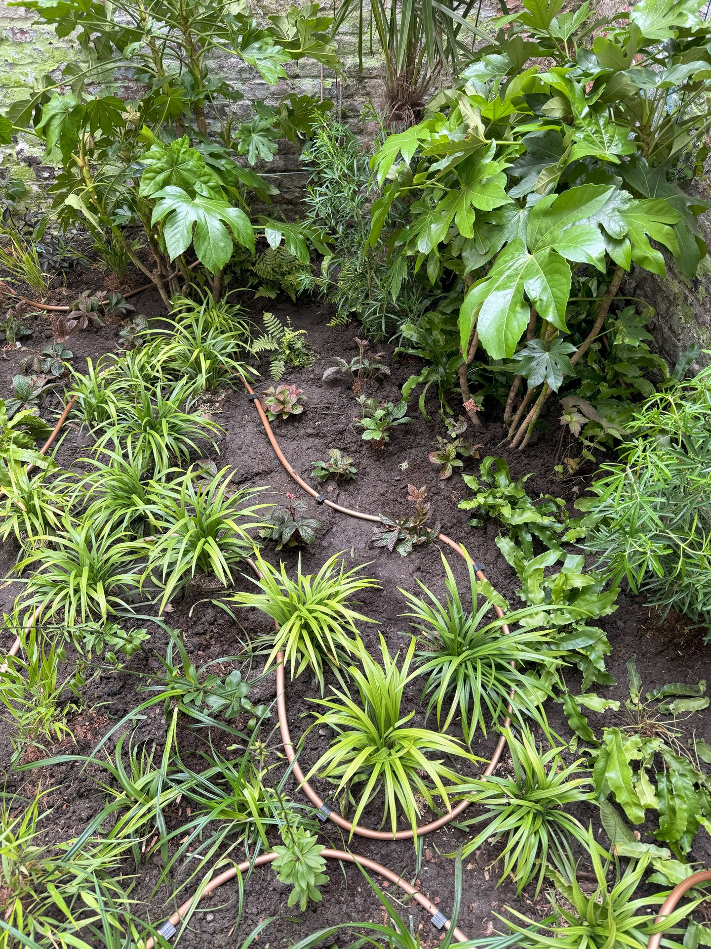 Jardin de ville style jungle