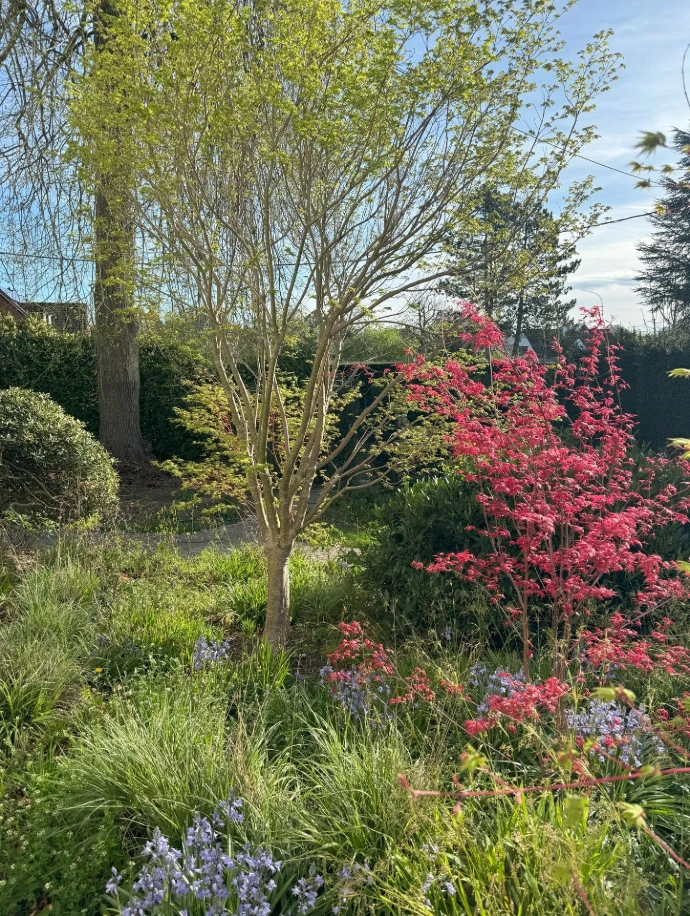 Jardin zen erable deshojo