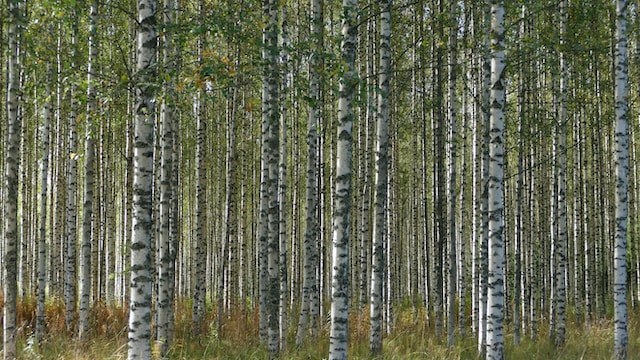 Jardin forêt - paysagiste