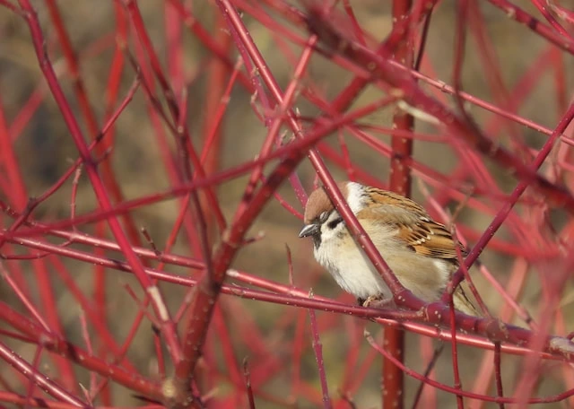 Jardin d’hiver 