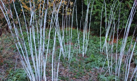 Jardin d’hiver