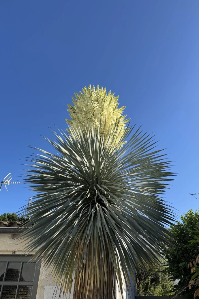 Jardin rétais yucca