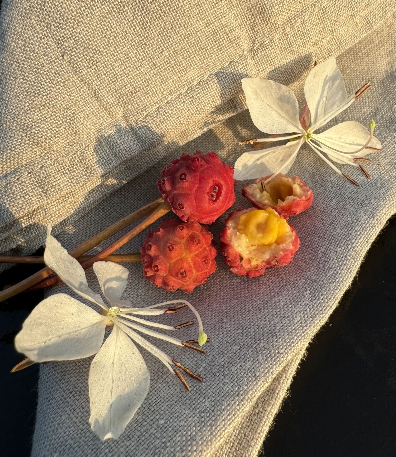 Jardin potager et jardin nourricier