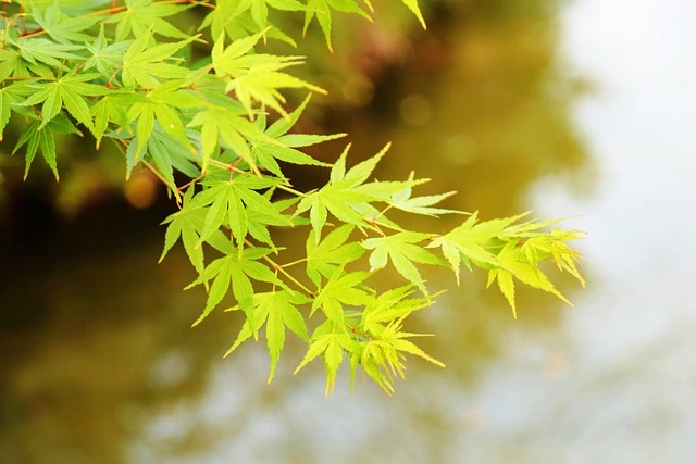 Comment créer un jardin zen acer palmatum