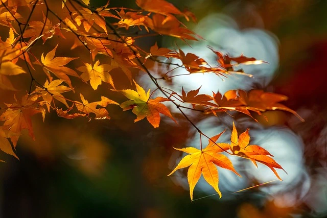 Comment créer un jardin zen acer palmatum
