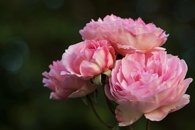 Jardin anglais rose