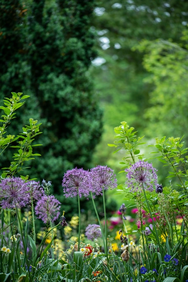 Jardin anglais bulbes allium