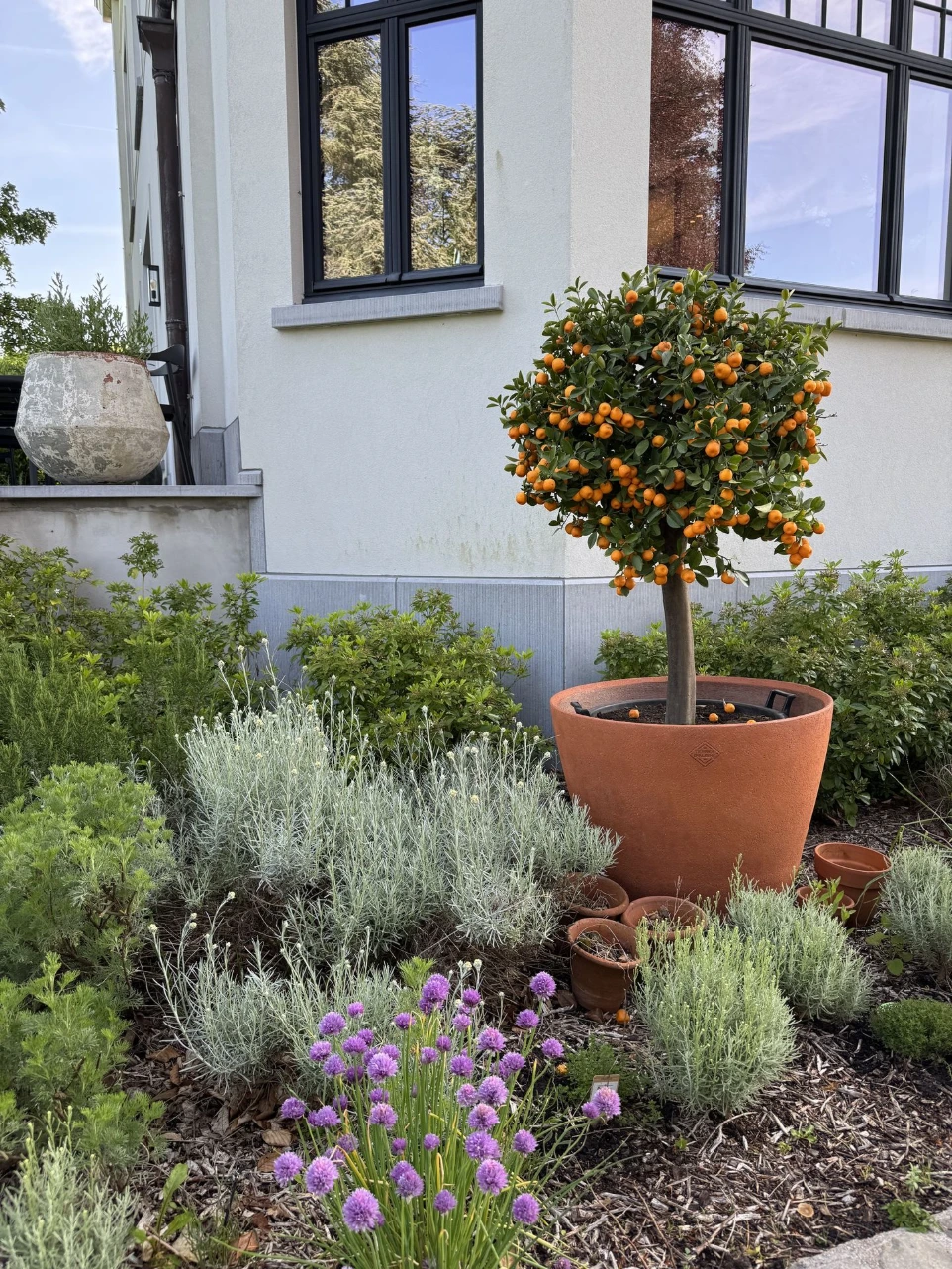 Paysagiste pots terre cuite citrus