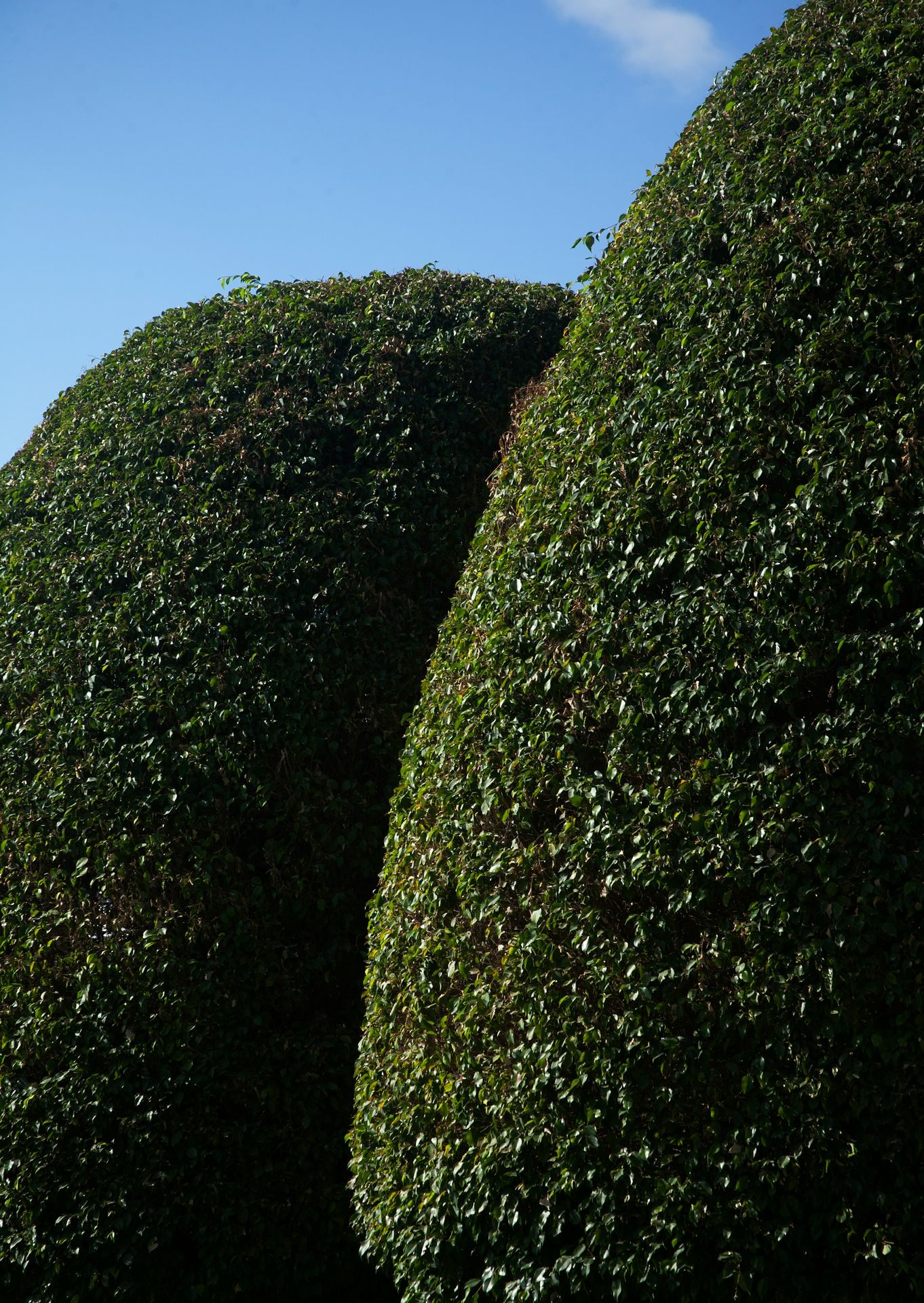 Taxus